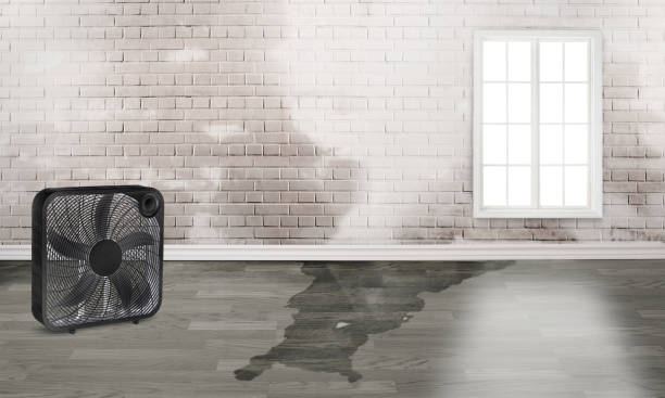Best Mold removal after water damage  in Forestbrook, SC